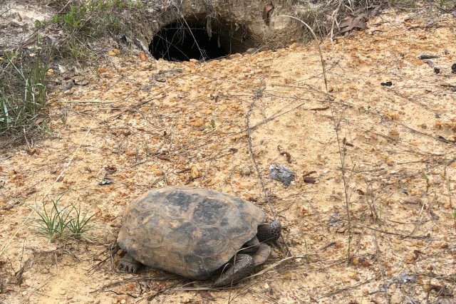 A gopher tortoise is next to its burrow on Fort Rucker. Fort Rucker has the largest private gopher tortoise population in the southeast. Based on a survey conducted in 2019 there is estimated to be 2,872 gopher tortoises on the installation.