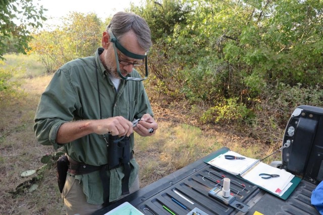 Dr. David Cimprich, biologist, bands a black-capped vireo as part of post-delisting monitoring. In 2020, the team detected 689 individual vireos and found 202 nests, and in 2021, found 278 vireo nests. The team achieves a very ambitious target which is necessary to produce robust and accurate population assessments.