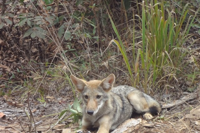 A trapped coyote waiting to be transported off the property. Fort Rucker’s coyote trapping program has helped the white tail deer herd survival rate significantly. In FY 2020-2021 94 coyotes were removed from Fort Rucker. 