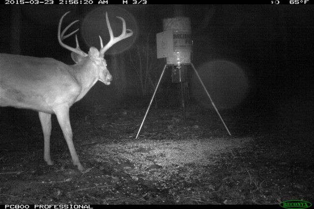 A healthy looking eight-point buck approaches one of the feeders on Fort Rucker. Seasonal food plots and feeders have contributed to a 10-15-pound increase across all age ranges for white tail deer. White tail deer population numbers have also been rising with a FY 2020-2021 average of one deer/13 acres.  