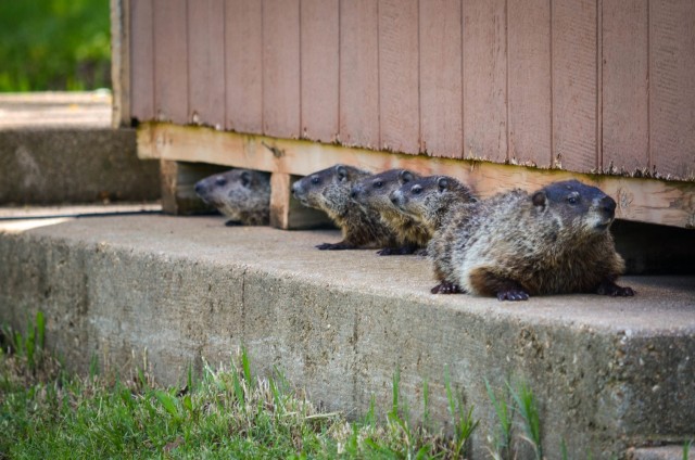 A family of groundhogs peek out from under a shed June 6 on Fort Leonard Wood. Spotting young wildlife is common this time of year, according to Fort Leonard Wood’s Conservation Law Enforcement team. 
