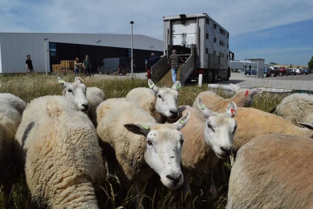 Sheep at USAG Benelux - Brunssum