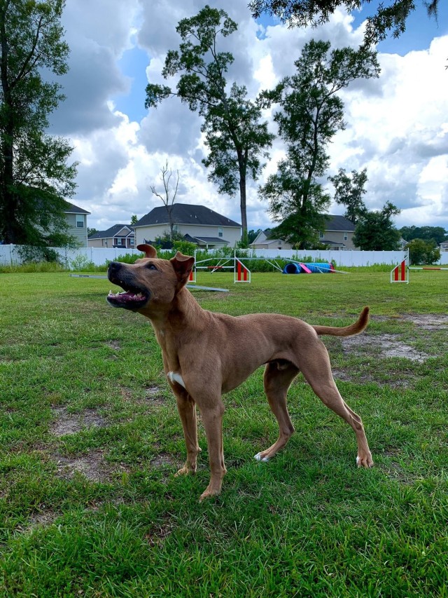 3rd Infantry Division Band musician and her dog win Top All-American Dog Award at Westminster