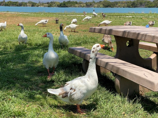 Park Gaggle