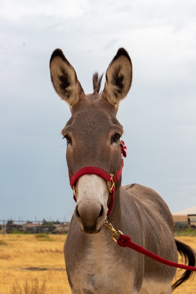 Big Deuce — The donkey with a beef