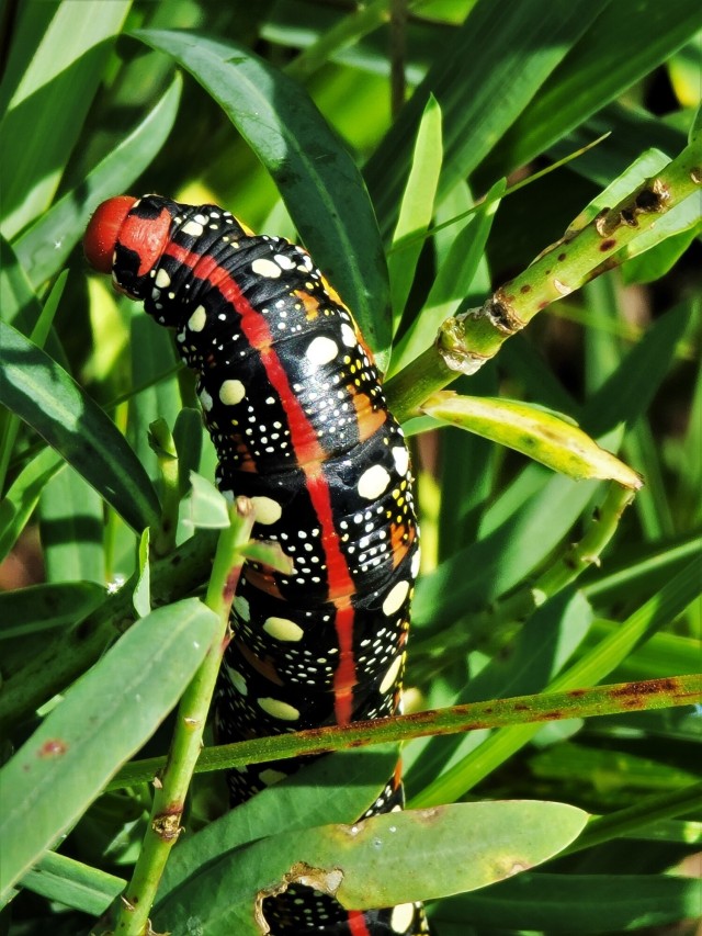 Fort McCoy supports special butterfly field day for natural resources group