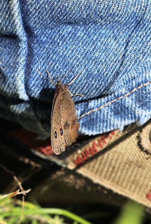 Fort McCoy supports special butterfly field day for natural resources group