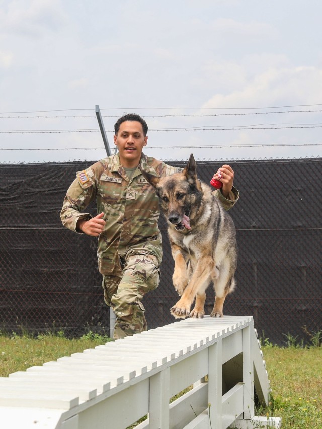 Military Working Dogs provide vital security support in Kosovo