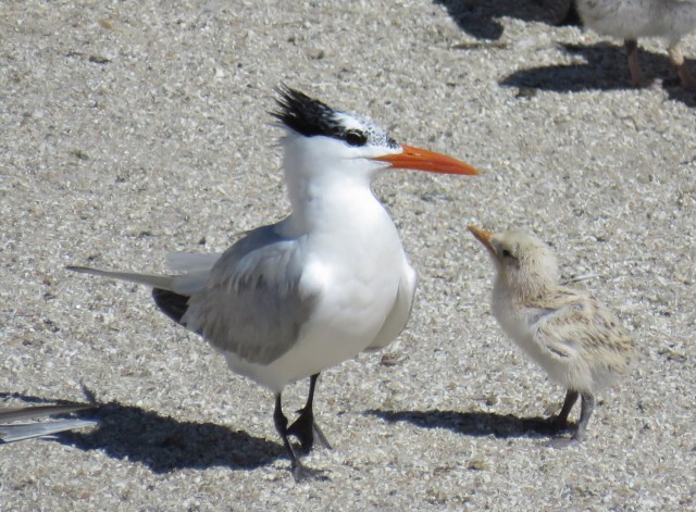 Restoring bird habitats while sustaining ours