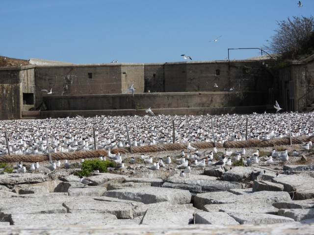 Restoring bird habitats while sustaining ours