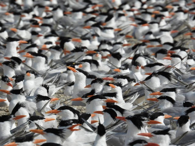 Restoring bird habitats while sustaining ours