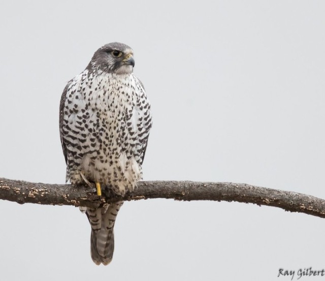 Restoring bird habitats while sustaining ours