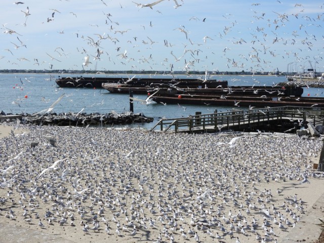 Restoring bird habitats while sustaining ours