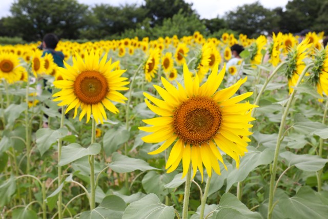 More than 500,000 sunflowers were on display during the Zama Sunflower Festival in Japan, Aug. 12, 2022. The Camp Zama Army Community Service conducted a tour to the festival as part of its efforts to help community members learn about the local culture.