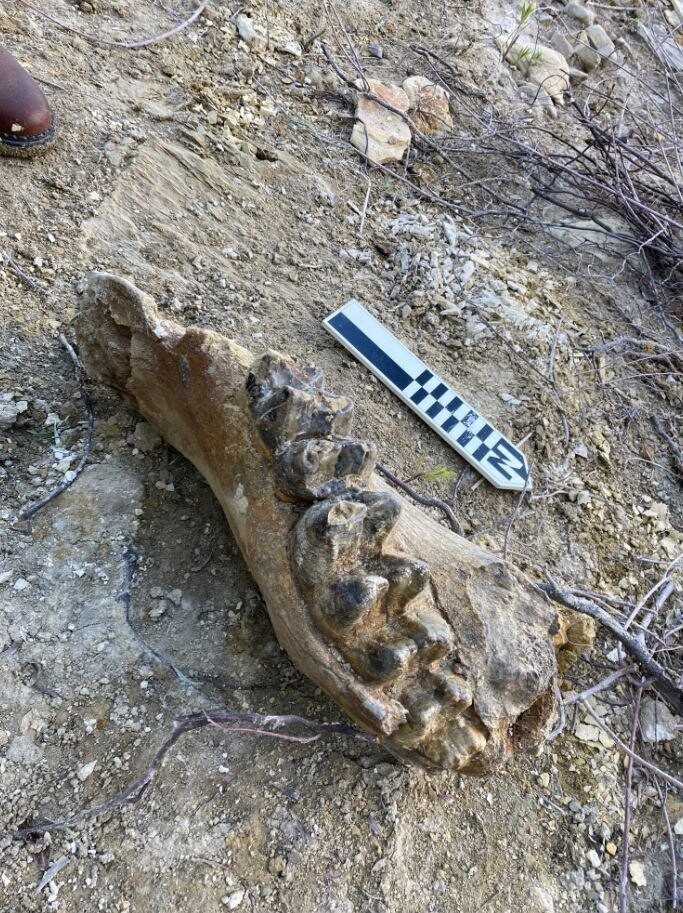 Uncovering the past: Mastodon jaw found on Corps land  Article  The 