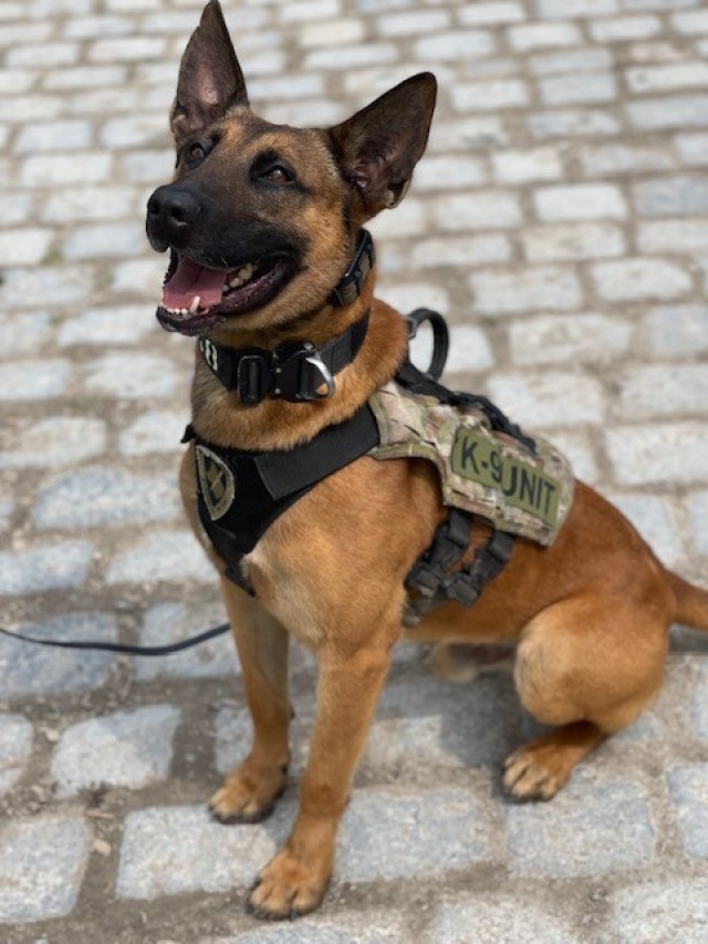 Patrol Explosive Detector Dog-Enhanced (PEDD-E)