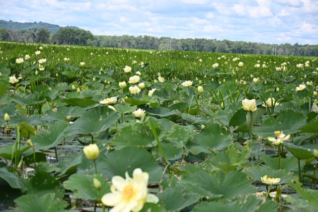 Corps partners with agencies on restoration project