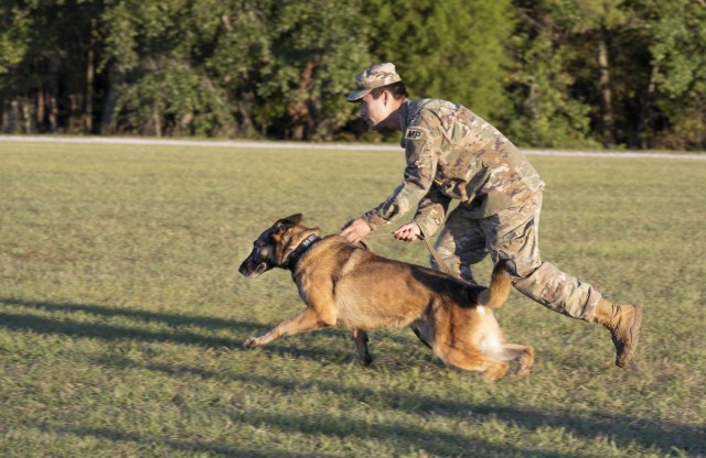 A Fort Jackson military policeman releases his Military Working Dog during a demonstratoin during the post's National Night Out event on Hilton Field, Oct. 4.