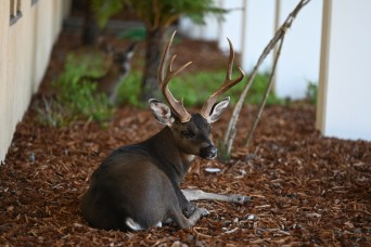 USAG Presidio of Monterey advises wildlife caution