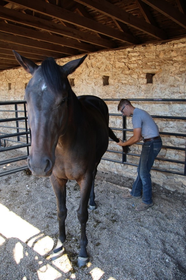 Tail brush