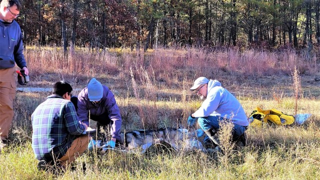 Wolves rescued from traps at Fort McCoy, then collared for satellite tracking