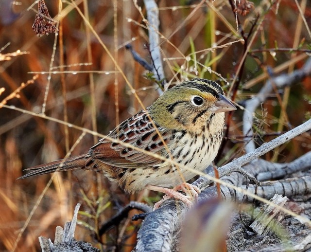 A Henslow&#39;s Sparrow rests on a branch in Fort Stewart&#39;s training area. It is one of several bird and other species that benefit from conservation efforts at the largest Army installation in terms of land east of the Mississippi. The conservation efforts fit neatly with the installation&#39;s mission as a premier power projection platform that trains military units to answer the nation&#39;s call.