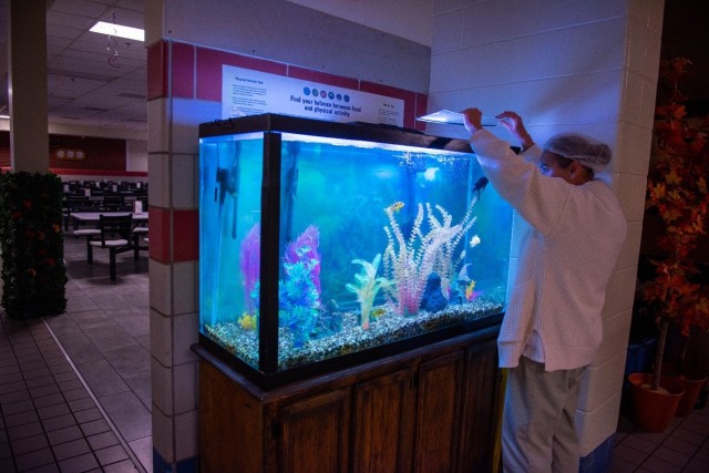 Regina Adam, a clerk at the 43rd Adjutant General Battalion Dining Facility, peers into one of two aquariums located in the DFAC. Adam has been caring for the tanks, which originally came to Fort Leonard Wood in 1991, for nearly 30 years. 