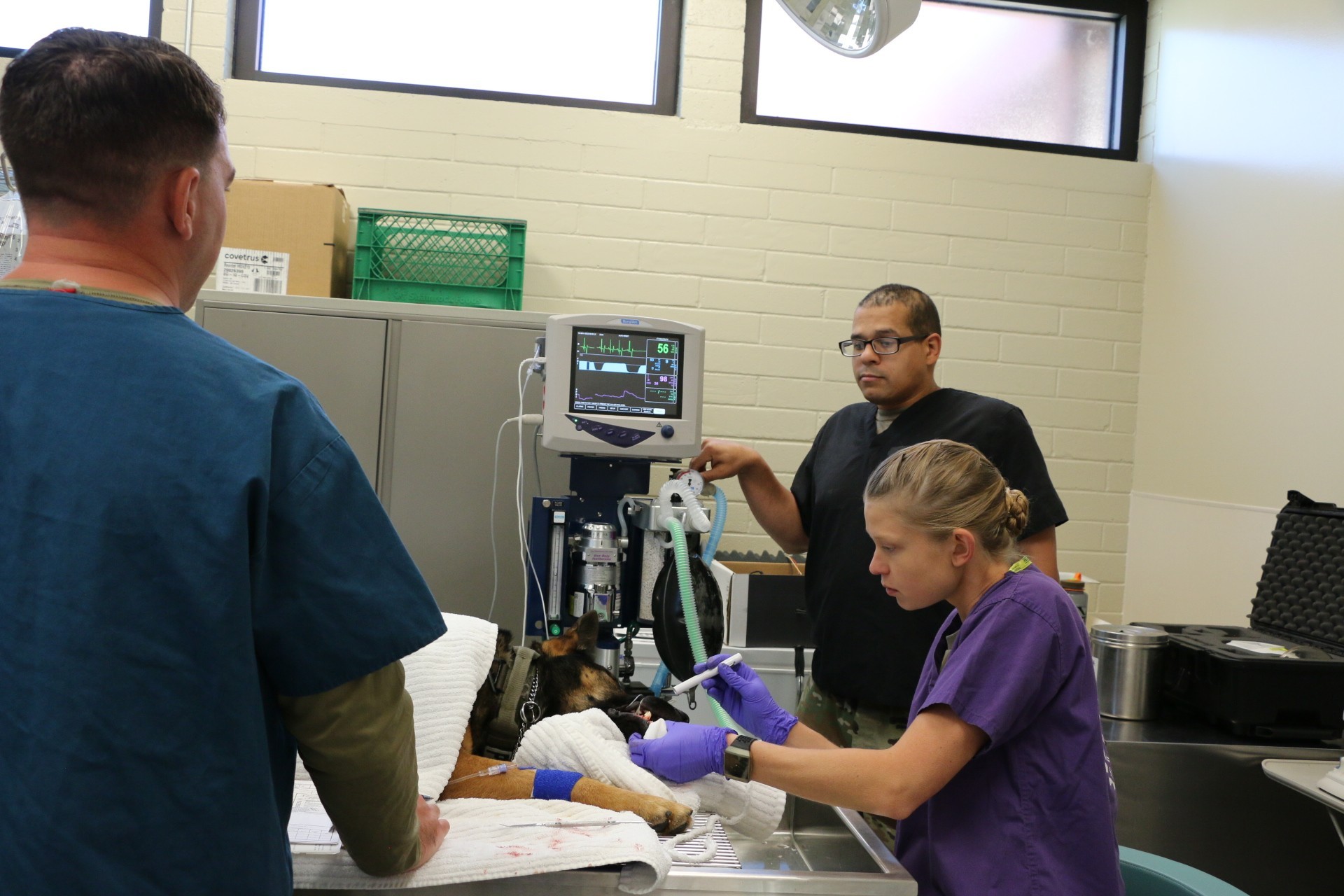 MWDs visit vet for dental wellness | Article | The United States Army