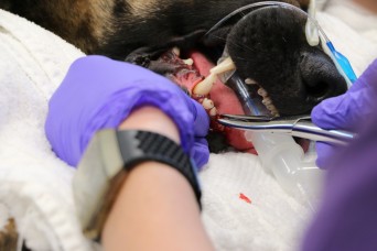 FORT HUACHUCA, Ariz. – Handlers and canines from the 483rd Military Working Dog (MWD) Detachment visited the Veterinary Clinic for complete health check...
