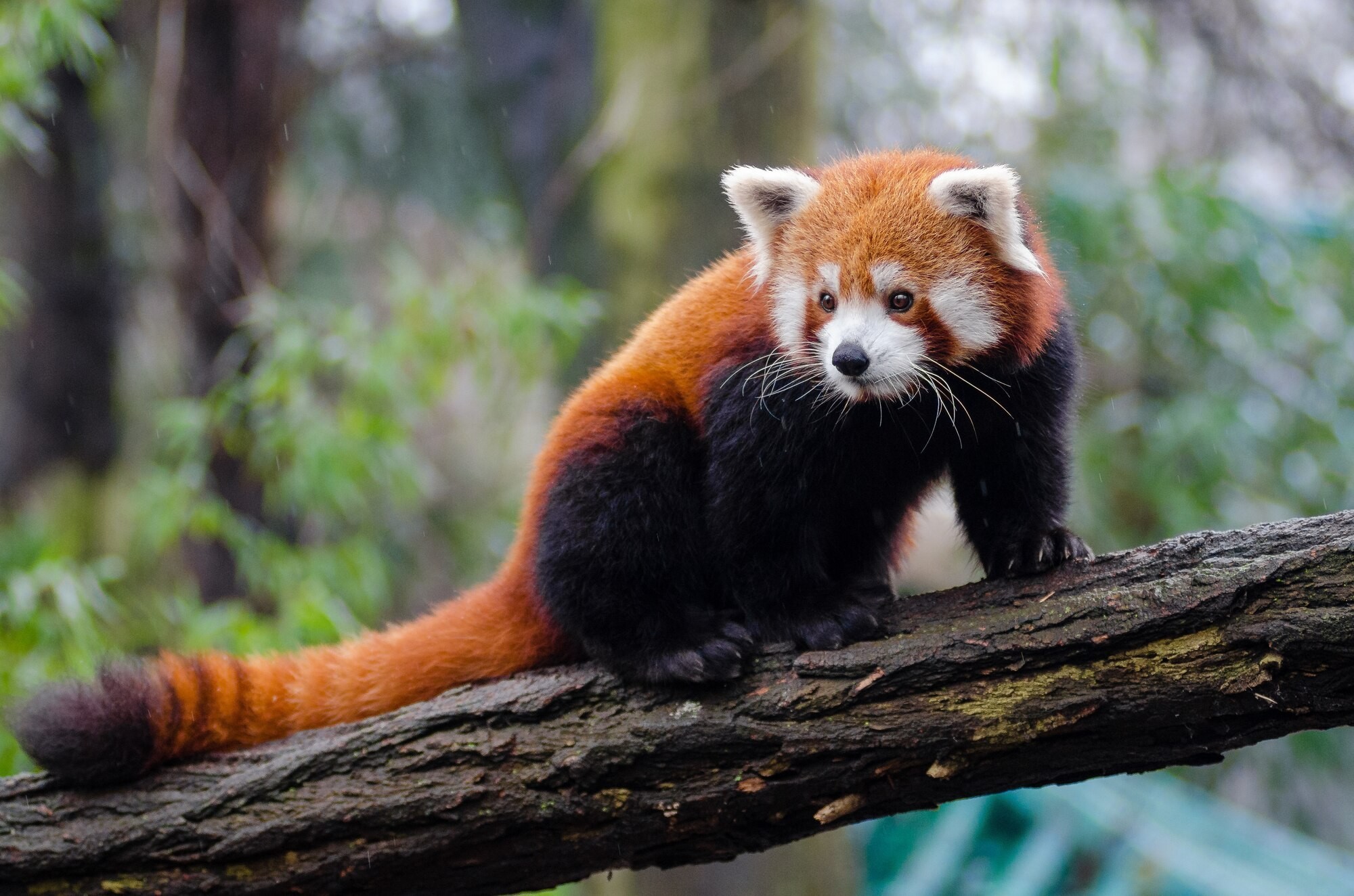 . Army medical team helps Smithsonian National Zoo to protect endangered  Red Pandas | Article | The United States Army