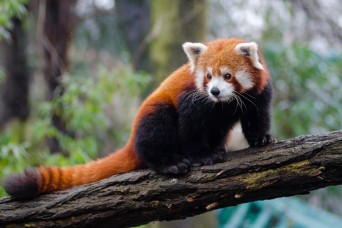 U.S. Army medical team helps Smithsonian National Zoo to protect endangered Red Pandas