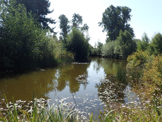 Corps awards $5.5 million contract toward Mountlake Terrace Lake Ballinger aquatic ecosystem restoration project