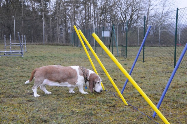 Sniffing out new obstacles
