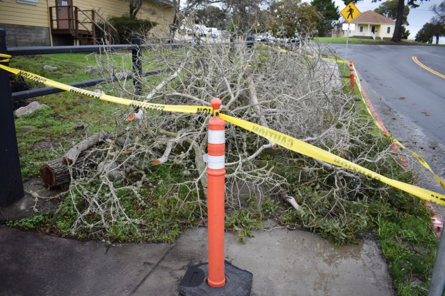 Caution tape surrounds fallen tree branches on the Presidio of Monterey, Calif., Jan. 11.