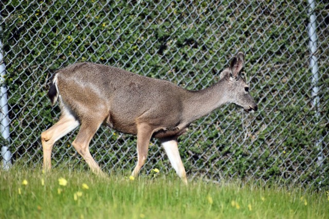 Presidio of Monterey assessing deer population on post