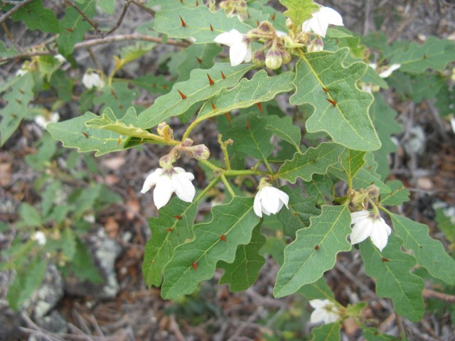 Hawaiian prickle leaf or popolo ku mai (Solanum incompletum)
