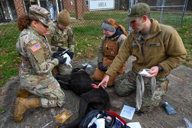 An instructor for a canine tactical combat casualty care training points to a part of a simulated working dog during training at Fort Belvoir Veterinary Center. The training provides medical personnel of every branch the baseline skills of providing medical care to military working dogs.