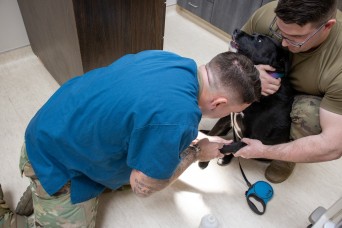 FORT HUACHUCA, Ariz. – The Veterinary Treatment Facility held a pet wellness check and vaccination rodeo on Feb. 7. Patrons and their pets cued in fron...