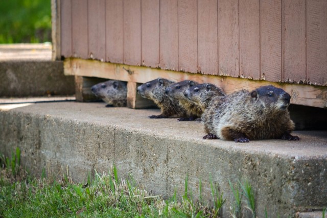 As temperatures in Missouri warm up, Fort Leonard Wood’s groundhogs are waking up from their winter hibernation and will soon be found throughout the installation’s cantonment area.