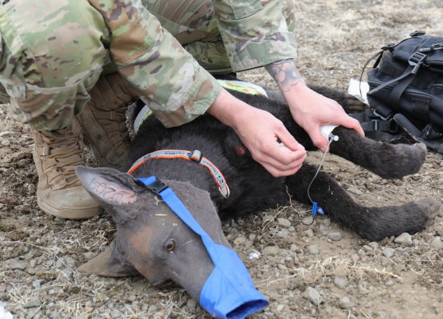 A military dog handler secures an intravenous line on a life-like animatronic dog used during a K-9 tactical combat casualty care exercise at Sagami General Depot, Japan, Feb. 24, 2023. The three-station course simulated a military working dog...