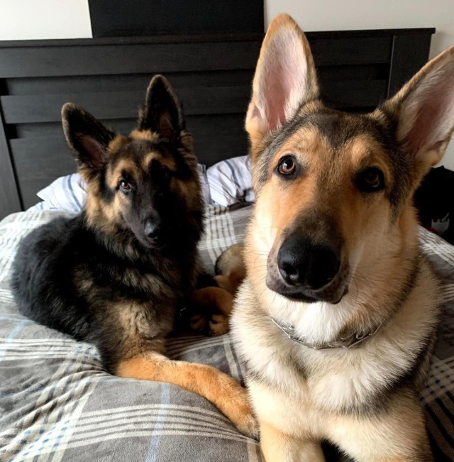 Bryant&#39;s German shepherds, Waylon and Ziggy, are currently living with Bryant’s parents and grandmother in Florida while Bryant and her husband serve in the U.S. Army and Air Force in Germany.