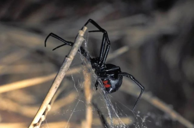 The black widow is jet black with a red hourglass shaped marking on the underside of its abdomen.