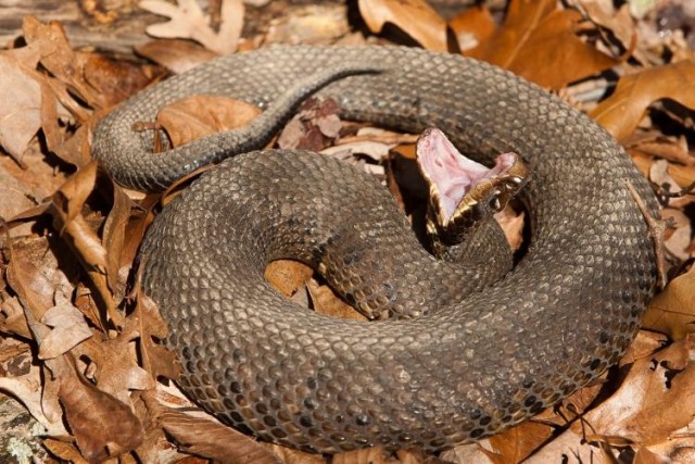 Most of Missouri’s snakes are nonvenomous, but many may bite in self-defense. The ones that are venomous - including the northern cottonmouth - have a toxin and can inject it with their hollow fangs.