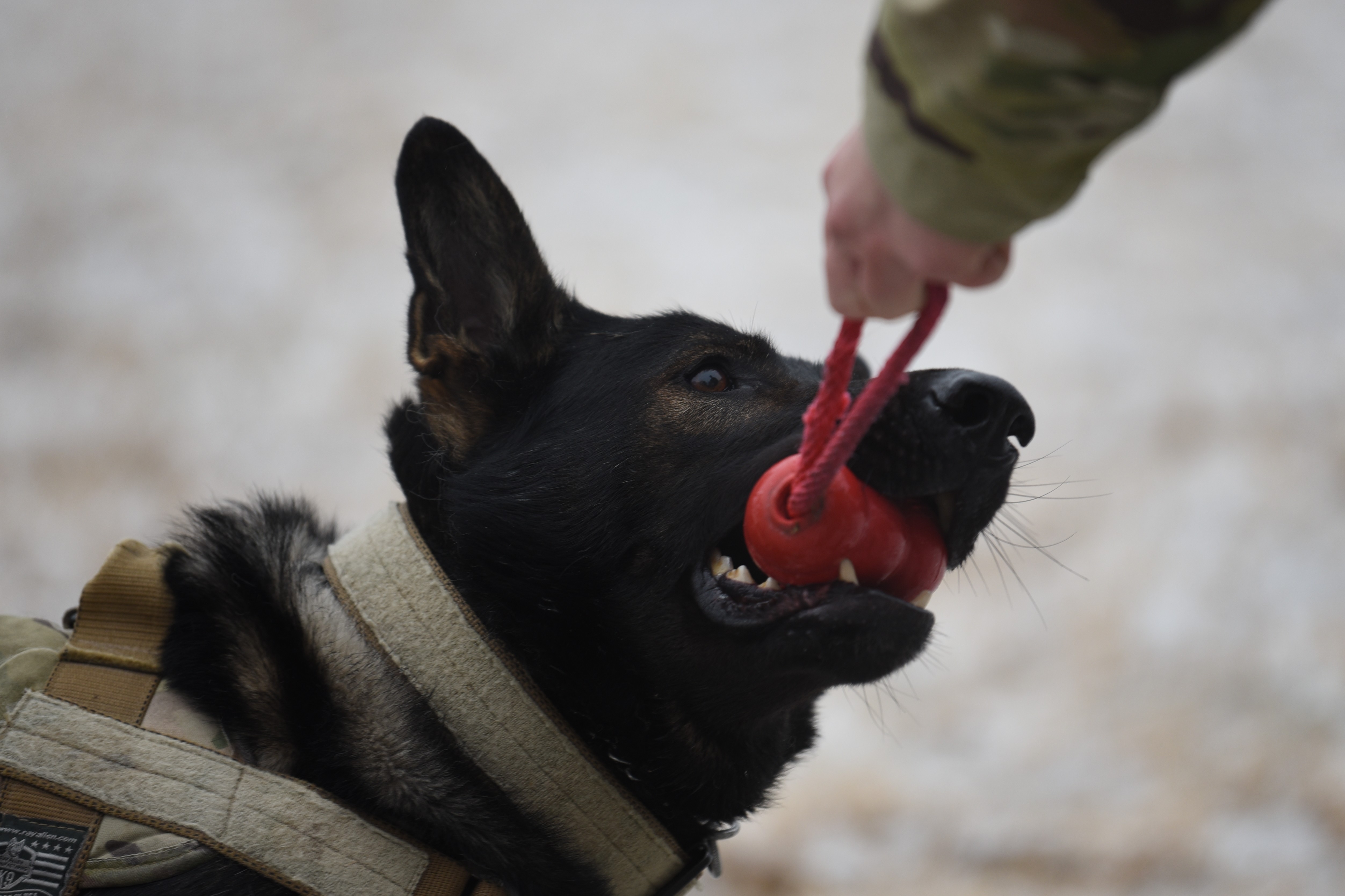 Military Working Dog stands cybersecurity duty on DoD Global