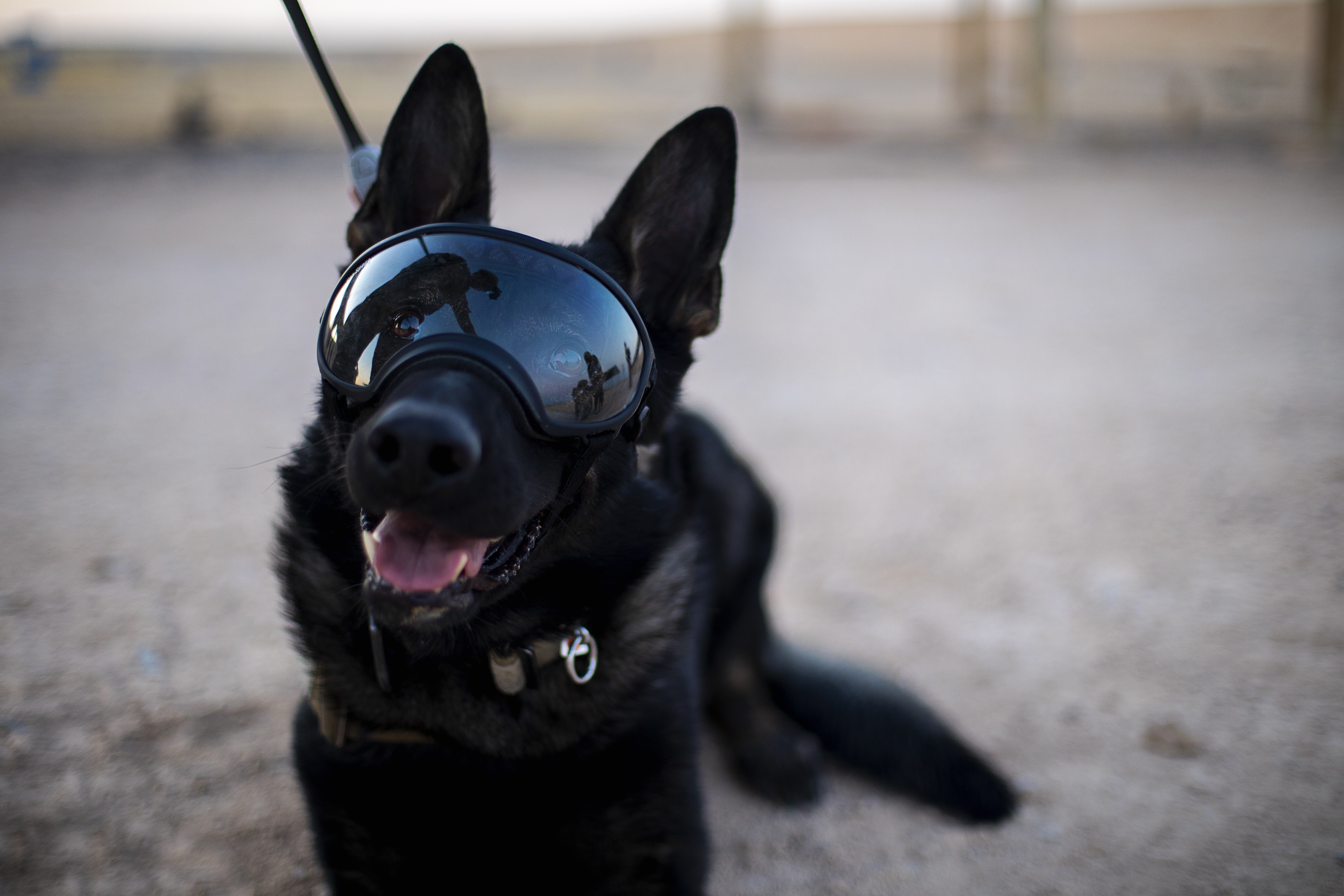 Dog with goggles store