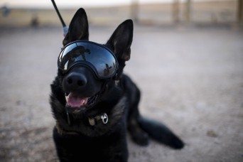 Military Working Dog stands cybersecurity duty on DoD Global Directory login page