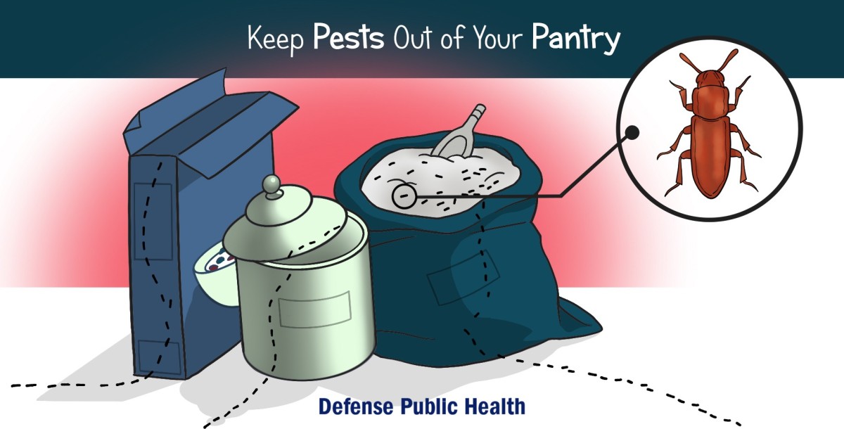 Protection General public Overall health expert provides suggestions for eradicating pesky pantry pests | Write-up