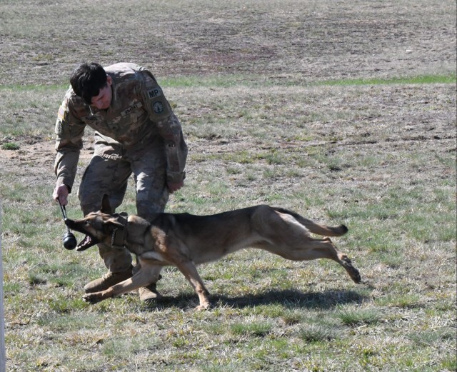 Military working dog teams compete for Top Dog honors at Fort Drum