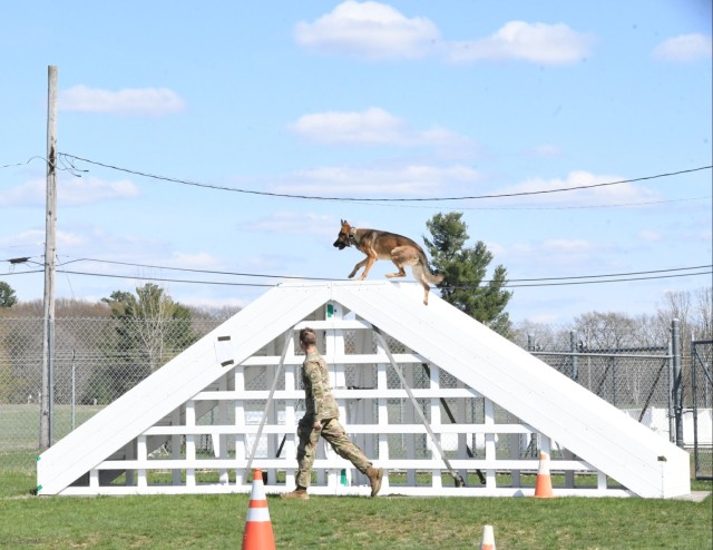 Military working dog teams compete for Top Dog honors at Fort Drum