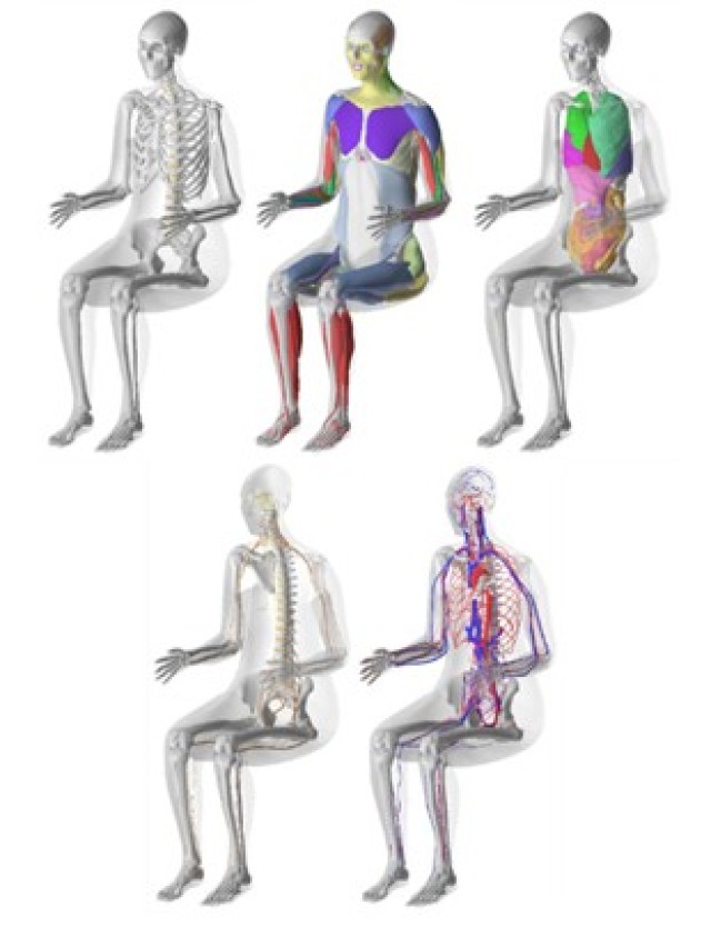 Representations of the structures for the Seated Large Female computer-aided design model provided to DAC by WFU CIB.